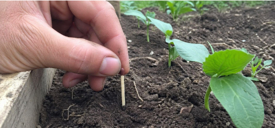 Навіщо наші дідусі-городники закопували на дачі сірники у 90-х: трюк, який у 1000 разів кращий за добрива