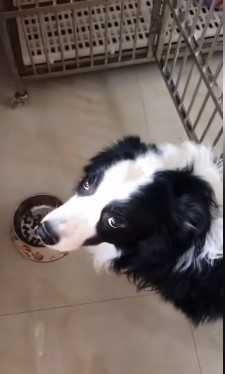 Новий хіт: собака одним поглядом висловив усе, що він думає про жадібну господиню (ФОТО)