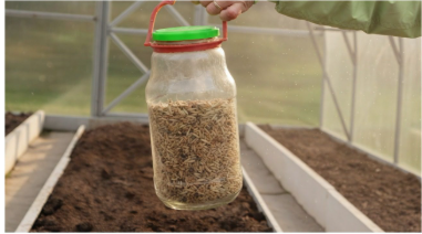 Які сидерати посіяти навесні у теплиці, щоб томати, огірки та перці дали максимальний урожай