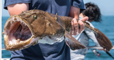 Морський чорт: чому страхітлива риба стала вишуканим делікатесом і «фуа-гра моря»