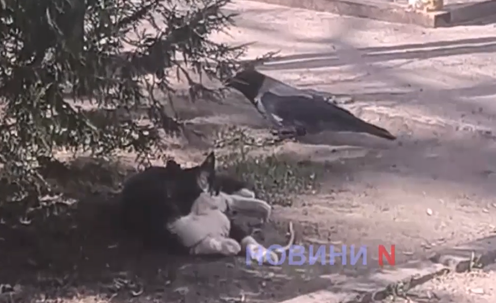В Николаеве ворона дразнила кота во дворе — видео игры