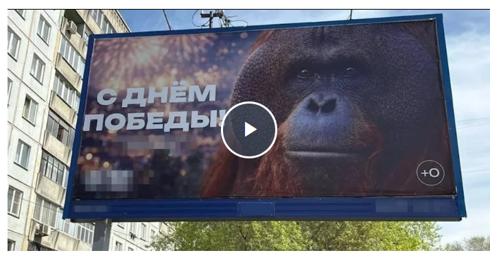 У Росії орангутана зробили «символом» Дня перемоги: соцмережі вибухнули через недолугий банер