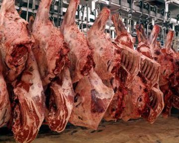 Подтверждена безопасность мяса клонированного скота