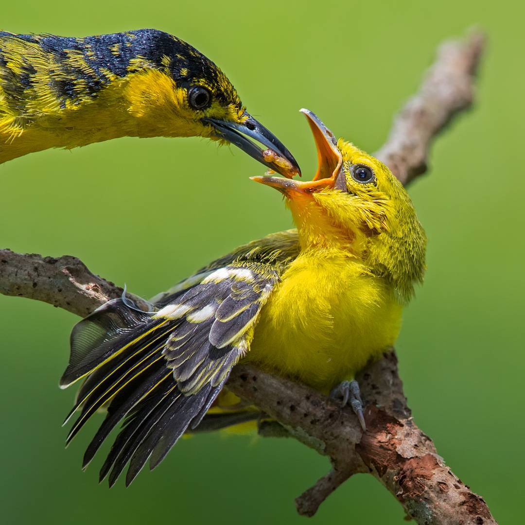 Bird picture. Джонсон Чуа. Фотограф Джонсон Чуа. Джонсон Чуа птица. Плицы.