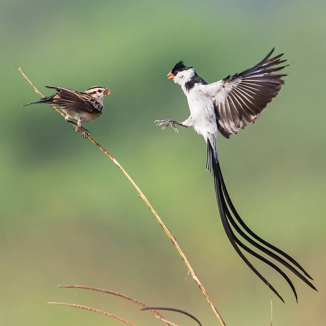 Удивительные птицы от Джонсона Чуа