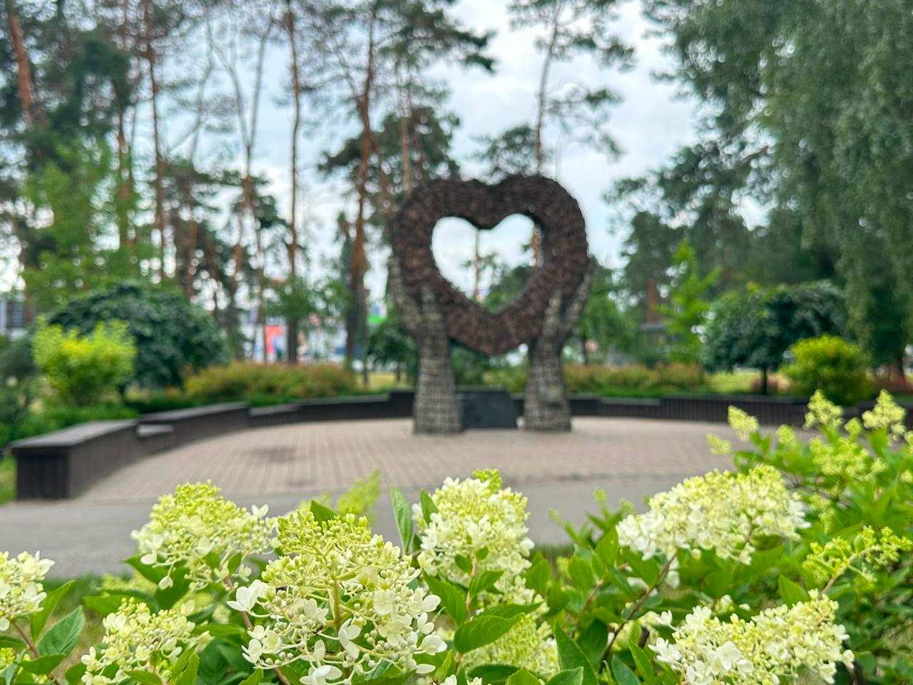 У столиці триває сезон цвітіння гортензій