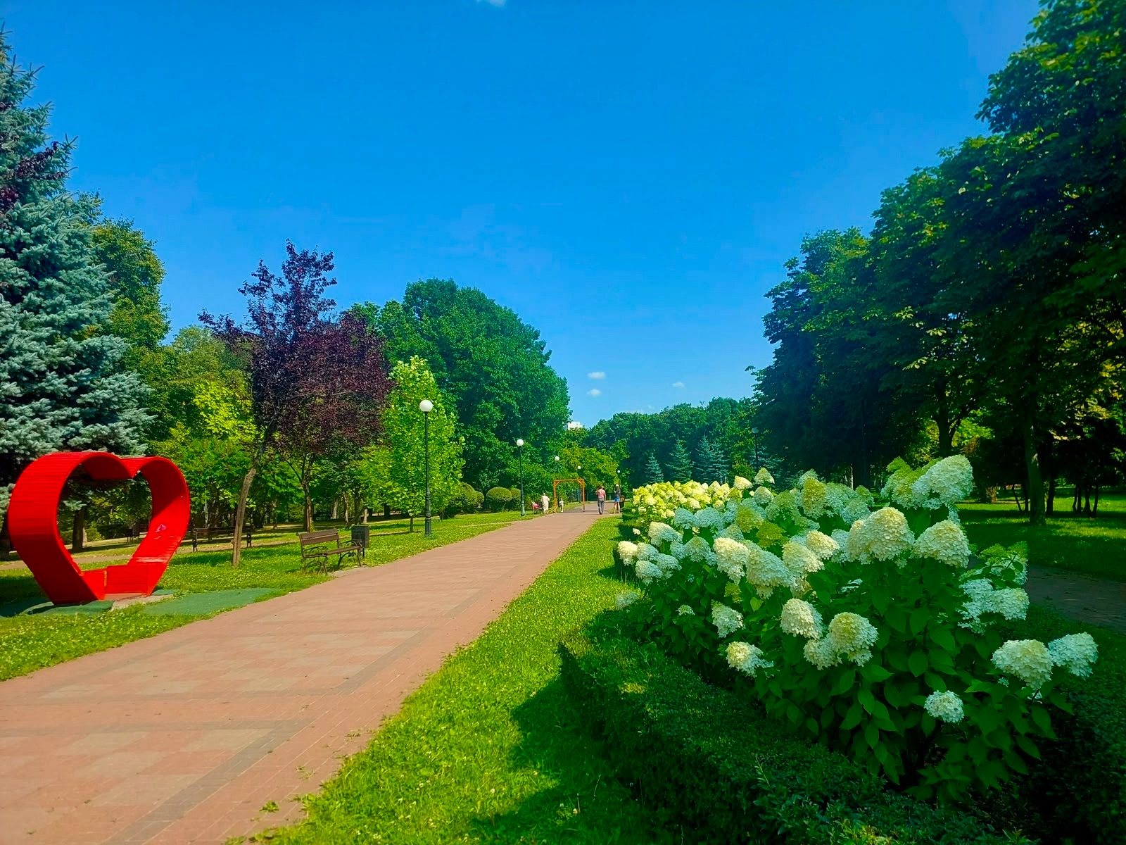 У столиці триває сезон цвітіння гортензій