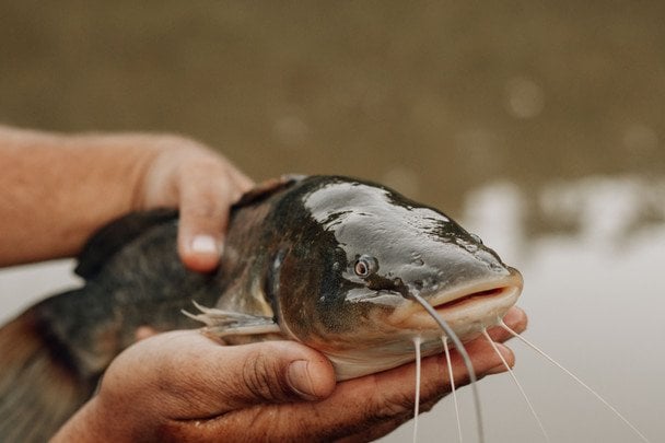 Сом / &copy; pexels.com