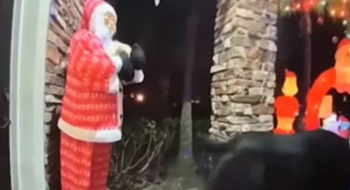 Голодний ведмідь залишив подружжя без замовленого фаст-фуду (відео)