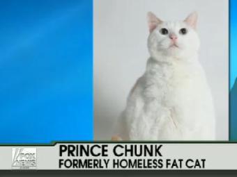 В США умер "без двух фунтов" самый толстый кот