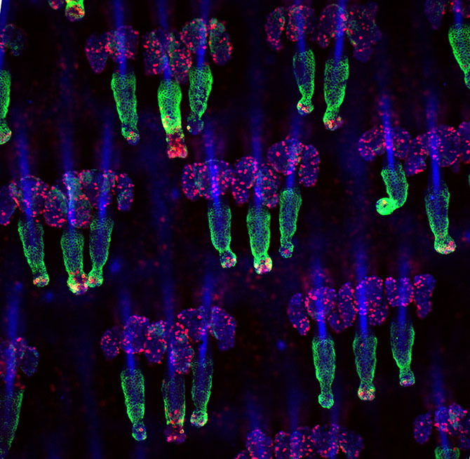 Красочные фотографии живых организмов под микроскопом