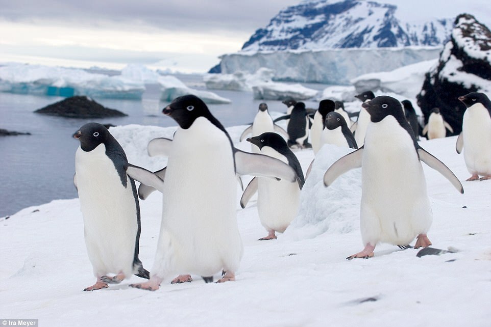 Очаровательные пингвины в объективе Айры Мейера