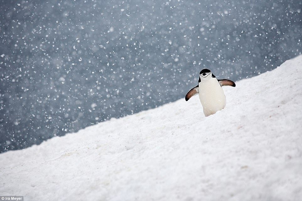 Очаровательные пингвины в объективе Айры Мейера