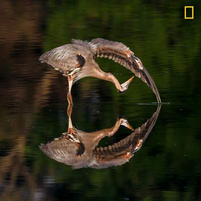 Впечатляющие снимки с конкурса National Geographic. Фото