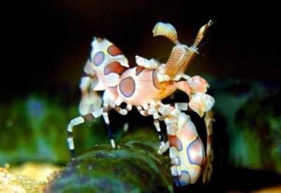 Обитатели морских глубин, о существовании которых знают единицы. Фото