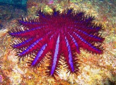 Обитатели морских глубин, о существовании которых знают единицы. Фото