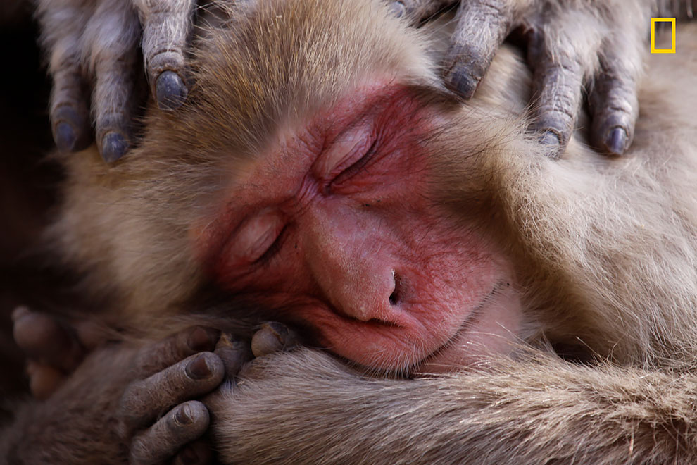 Первые работы фотоконкурса National Geographic Nature Photographer Of The Year 2017