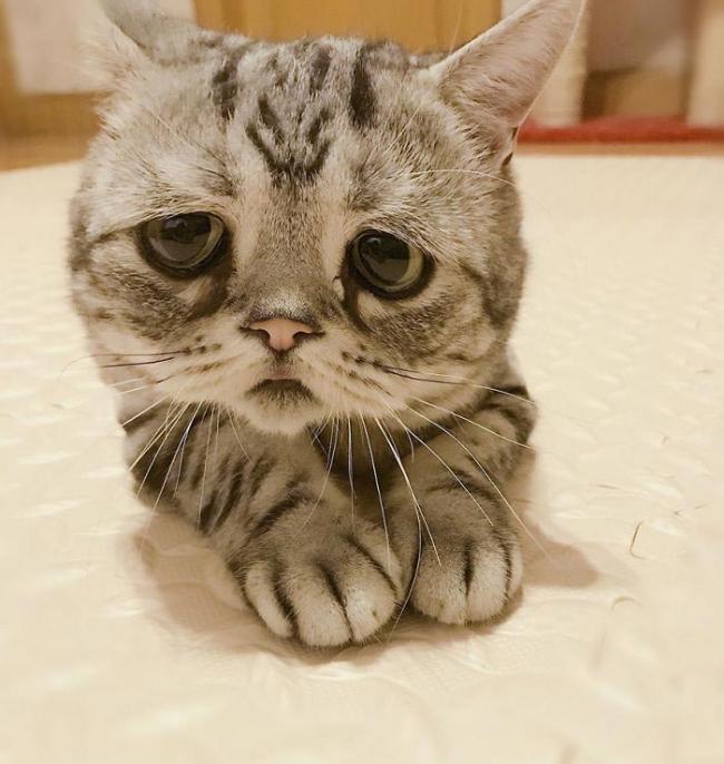 Знакомьтесь, это Луху – самая грустная кошка (ФОТО)