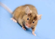 Генетики пытались научить мышей говорить  