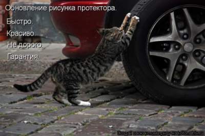 Смешные фотографии из серии "Без кота и жизнь не та"
