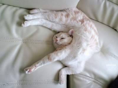 "Я немножко полежу": спящие котики стали звездами Сети