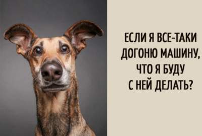 Мысли собак в потешных открытках