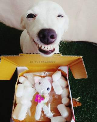Собака-улыбака по кличке Евро покорила Instagram