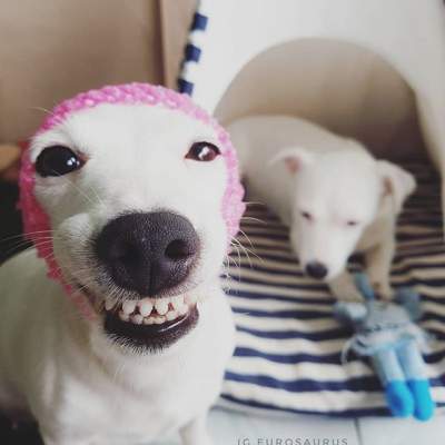Собака-улыбака по кличке Евро покорила Instagram