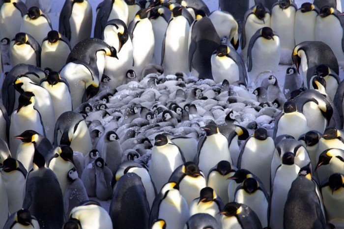 Как пингвины согревают своих пингвинят