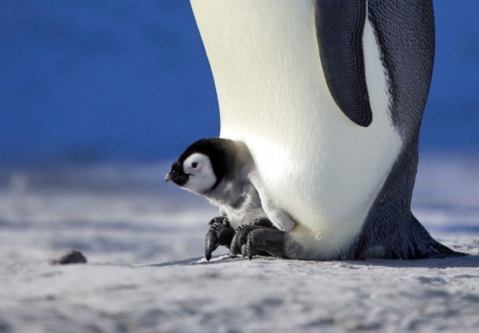 Как пингвины согревают своих пингвинят