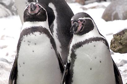 Немецкие пингвины-геи взрастили птенца