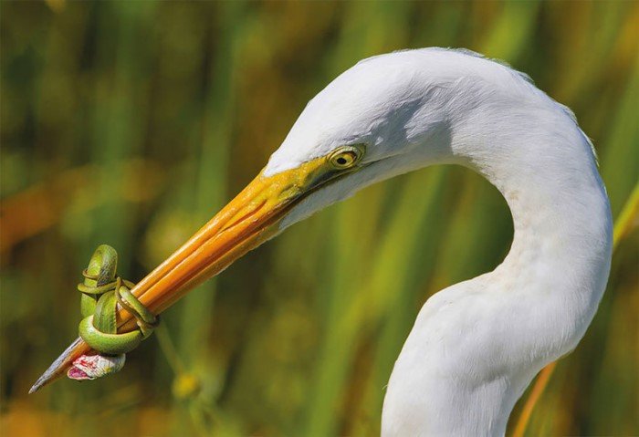 25 фотографий птиц с конкурса Bird Photographer of the Year 2017