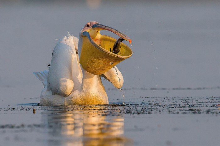 25 фотографий птиц с конкурса Bird Photographer of the Year 2017