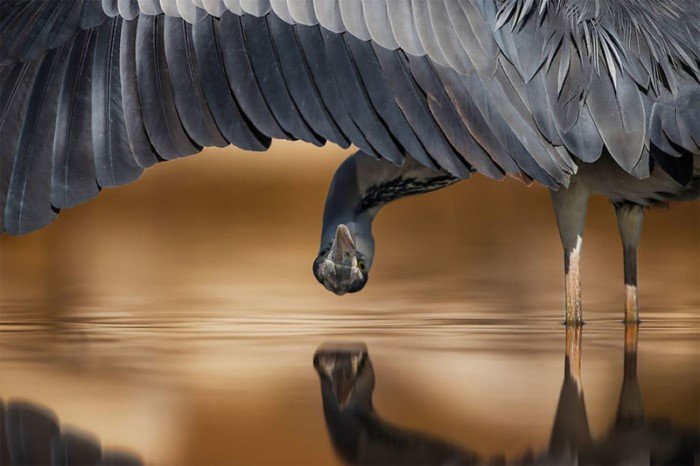 25 фотографий птиц с конкурса Bird Photographer of the Year 2017