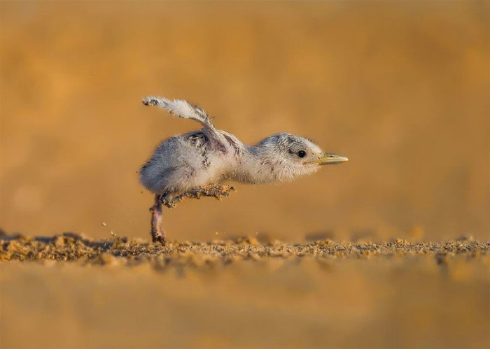 25 фотографий птиц с конкурса Bird Photographer of the Year 2017