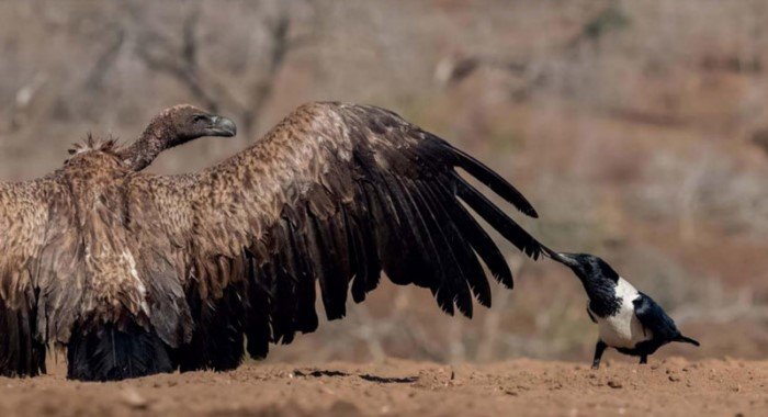 25 фотографий птиц с конкурса Bird Photographer of the Year 2017