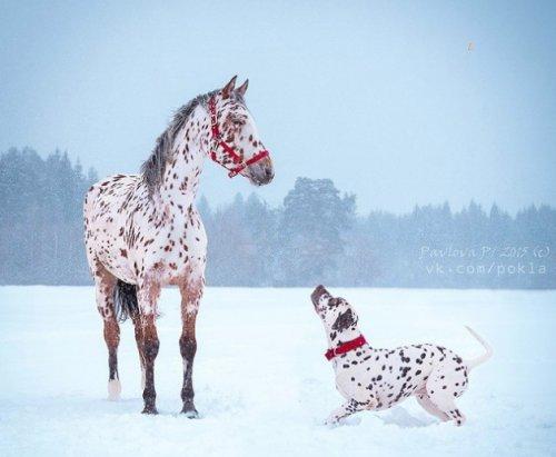 Невероятные двойники из мира животных (ФОТО)