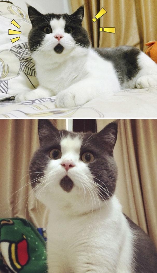 25 кошек с уникальным окрасом, который рассмешит и удивит вас (ФОТО)