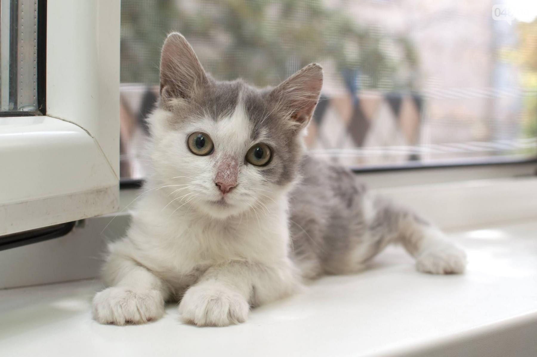 Раздавленный котенок выжил и стал красавцем: удивительные фото