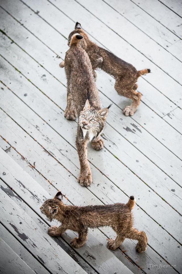 На Аляске детеныши дикой рыси устроили игры на веранде жилого дома