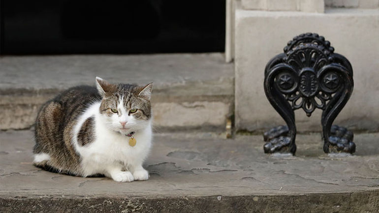  Знаменитый кот Ларри из резиденции британского премьера отказывается ловить мышей