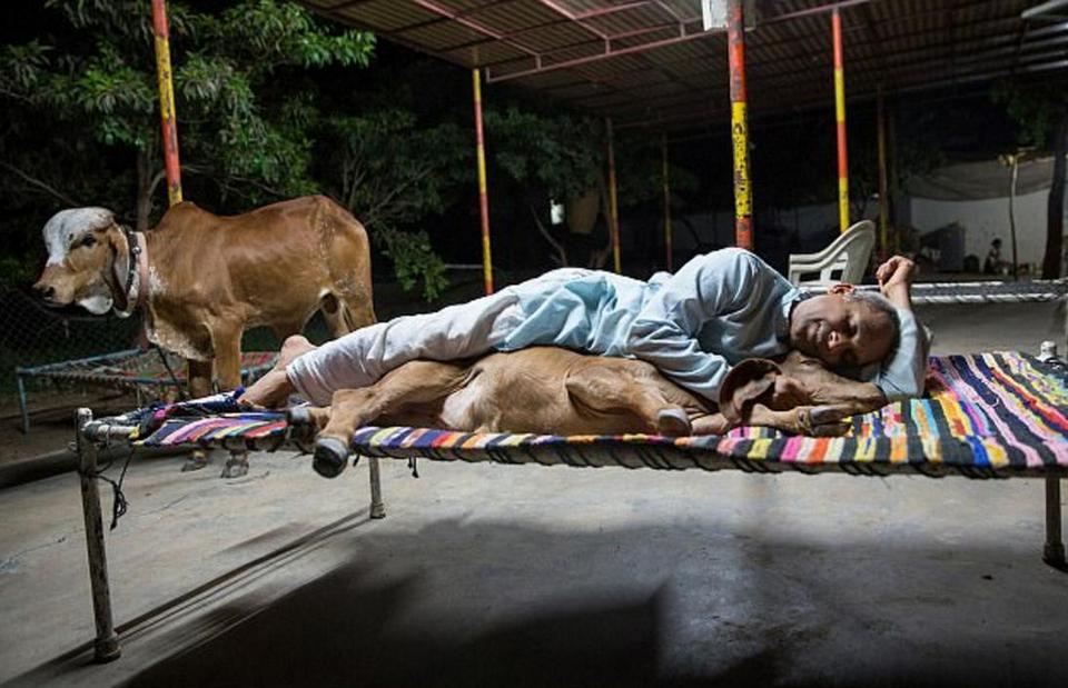 Бывший игроман из Индии бросил семью и теперь живет с тёлками