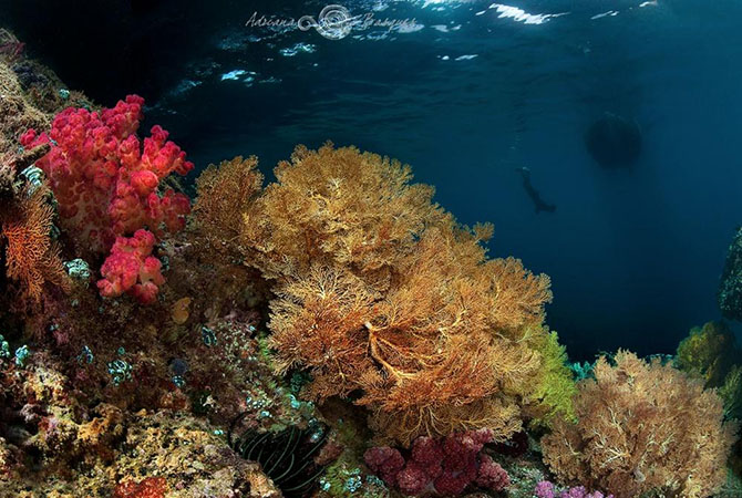 Побег из офиса в яркий мир коралловых рифов