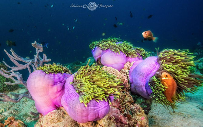 Побег из офиса в яркий мир коралловых рифов