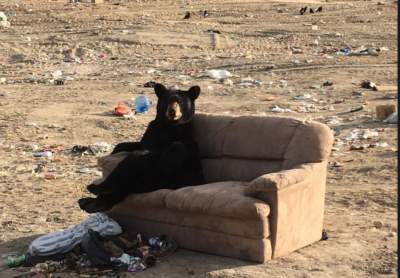 Медведь, отдыхающий на диване, «взорвал» соцсети