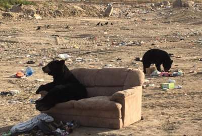 Медведь, отдыхающий на диване, «взорвал» соцсети