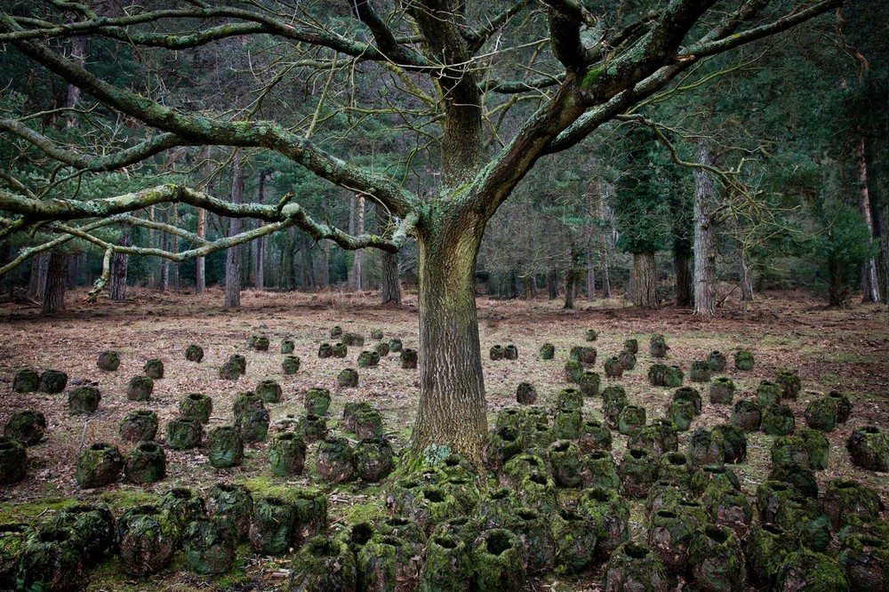 Лесные пейзажи Великобритании от Элли Дэвис