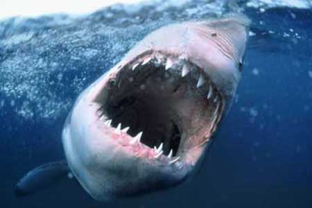 Выяснилось, откуда появились акулы-убийцы в Египте