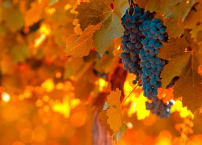 Диетологи указали на уникальные свойства осеннего винограда 