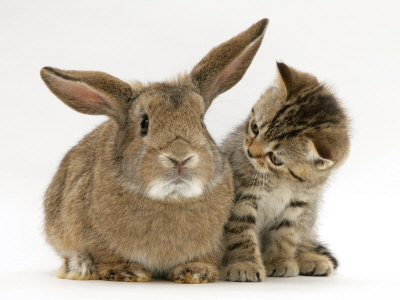 Гороскоп на 2011-й год: что нам готовят Кролик и Кот